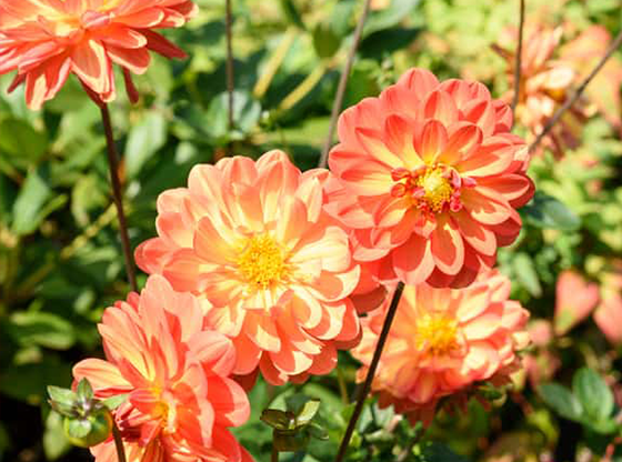 dalila in gradina cu flori de toamna